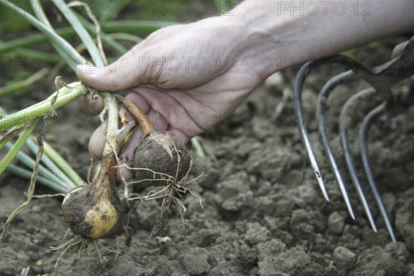Onion harvest in a bed, hand holding an onion, garden, cottage garden Federal Republic of Germany
