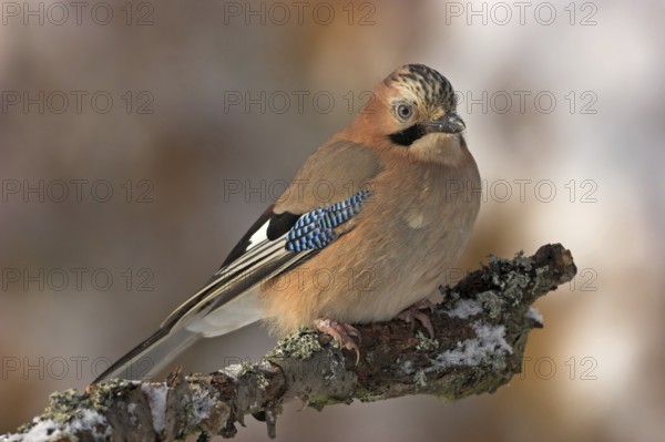 Jay, European Jay, Jay, eurasian jay (Garrulus glandarius), Geai des chênes, Arrendajo Común, Arrendajo, on perch, winter, snow, Ormoz area, Ormoz, Podravska, Slovenia