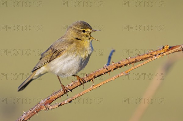 Willow Warbler, Willow Warbler, Phylloscopus trochilus, Pouillot fitis, Mosquitero Musical, Bad D¸rkheim district, Erpolzheim, Rhineland-Palatinate, Germany