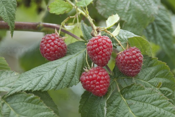 Raspberry (Rubus idaeus 'Himbotop'), Veitshöchheim, 81