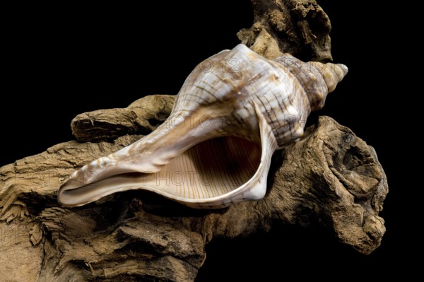 A beautiful conch shell Trapezium fascilarium resting on a piece of weathered driftwood, isolated against a deep black background, Odessa, Ukraine
