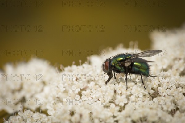 Shiny fly