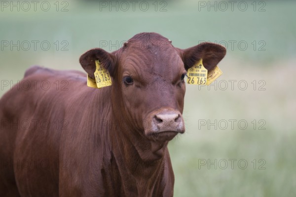 Red cattle calf