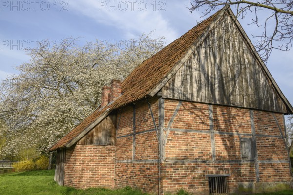 Traditional half-timbered house with blossoming tree in the background, Vreden, North Rhine-Westphalia, Germany