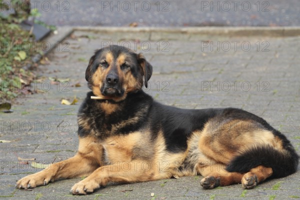 Shepherd crossbreed (canis lupus familiaris)