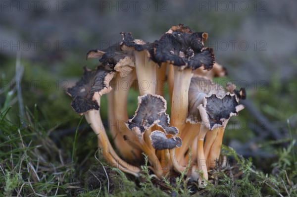 Star-creeping Leistling (Cantharellus aurora)