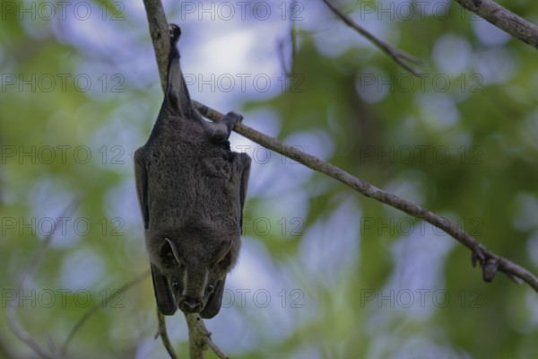 A bat hanging upside down from a branch amidst green foliage in a natural setting, Great fruit-eating bat, Artibeus lituratus, Corozal district, Belize
