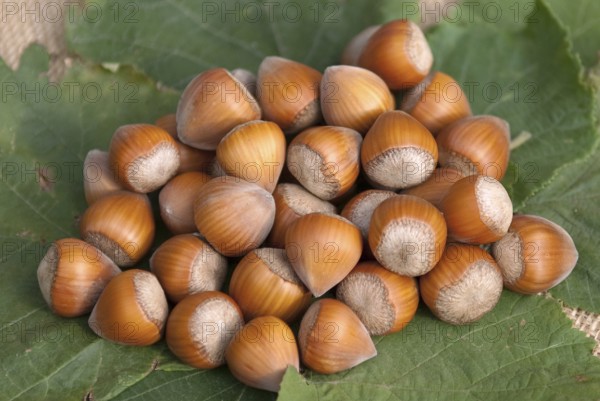 Hazelnut (Corylus 'Halle'sche Riesen'), Laußnitz, 81