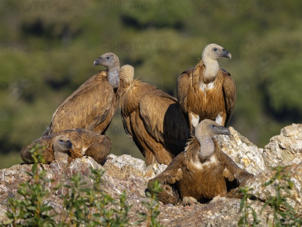 Griffon Vulture, Eurasian Griffon Vulture, Griffon Vulture, Eurasian Griffon, (Gyps fulvu), Vautour fauve, Buitre Leonado, four Griffon Vultures, Group, Hides De Calera / Valley Hide, Calera Y Chozas, Castilla La Mancha / Toledo, Spain