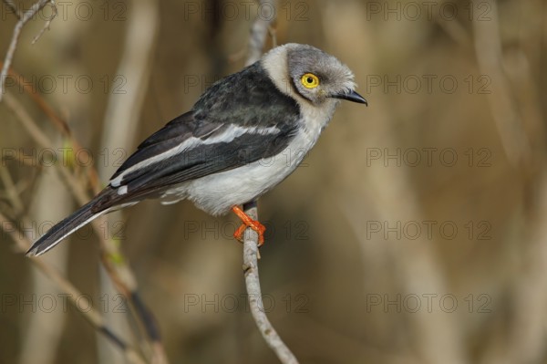 White-fronted shrike, (Prionops plumata), wanga shrike, passerine birds, Africa, Mkuze Game Reserve, Mkuze, KwaZulu-Natal, South Africa