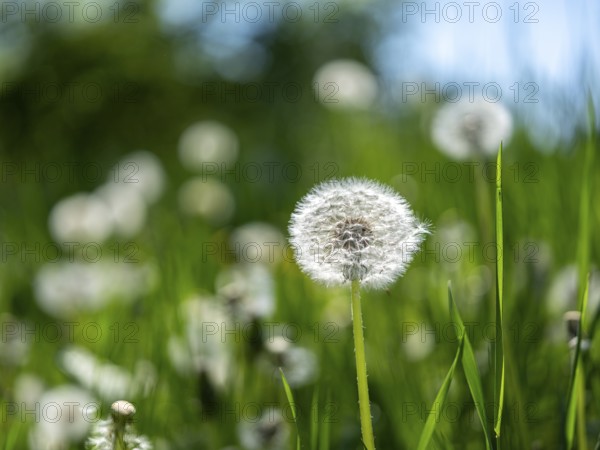 Dandelion (Taraxacum), dandelions, in a meadow, Offenbach am Main, Hesse, Germany