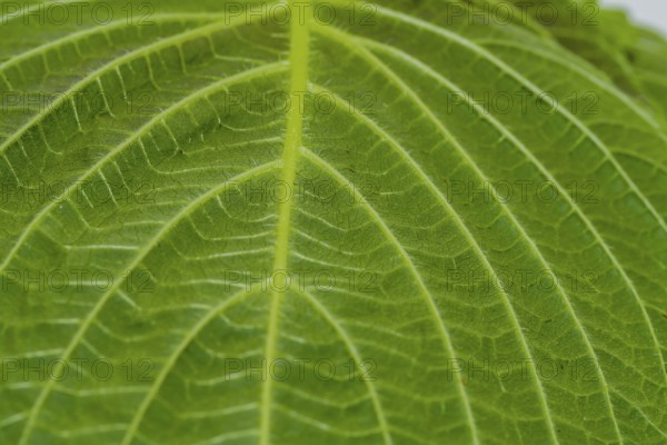 Closeup of leaf of Sesame plant (Sesamum indicum) with view of stem with smaller veins branching out