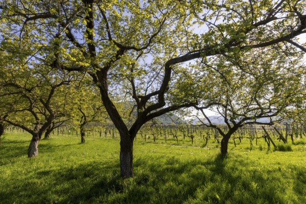Apricot mile, orchard with apricot and apple trees, Rossatz, Wachau, Lower Austria, Austria