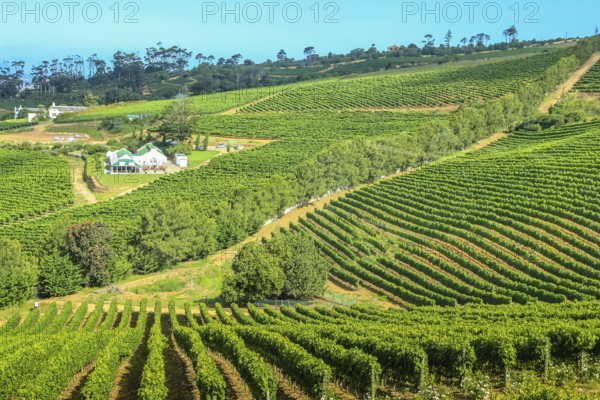 Aerial view of winery farm in green grapevine. Constantia, Cape Town, South Africa. The Constantia Wine Valley is the most spectacular wine experience in the world with a unique blend of wine