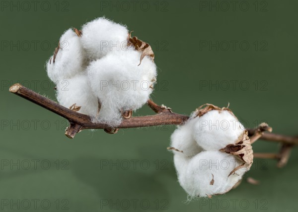 A close-up of cotton bolls on a branch, showcasing the fluffy white fibers and brown seed casings against a green background, Odessa, Ukraine