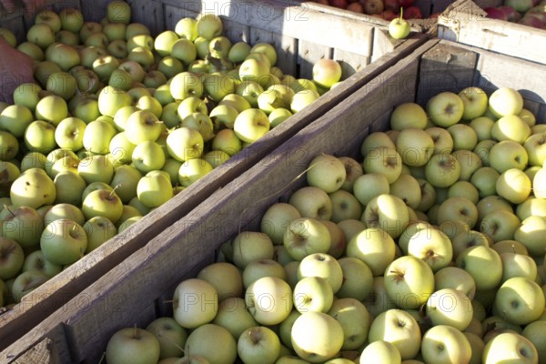 Wooden crates filled with apples during apple harvest season