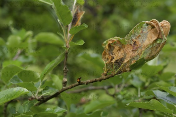 Web of codling moth caterpillar, larva, caterpillar, codling moth (Cydia pomonella), pest, fruit growing, fruit tree, apple, apple tree, agriculture, Schwäbisch Hall, Hohenlohe, Germany