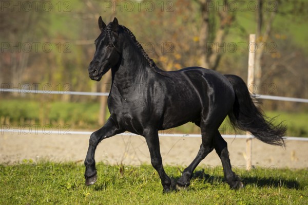 Friesian stallion in the pasture in autumn