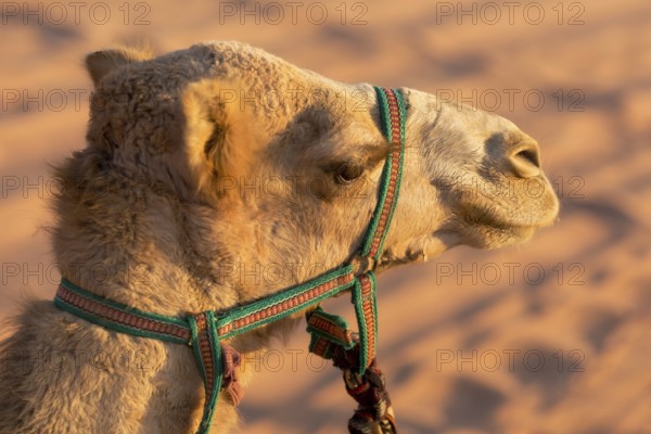 Portrait of a camel head close-up against desert sand background