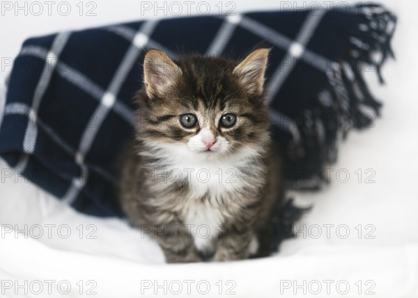 Funny little kitten sits in a laundry basket on a chequered blue blanket and has a dreamy look. Adorable cat pet