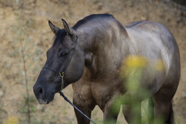 Portrait of a Quarter Horse on a halter, Austria
