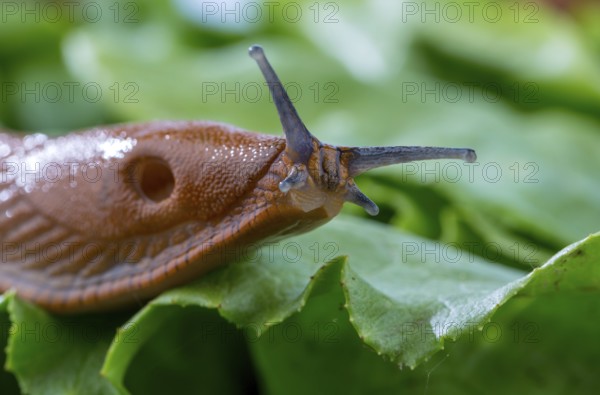 A slug in the garden eats a lettuce leaf. Snail plague in the garden Austria