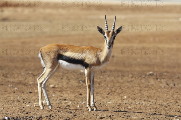 A graceful Gazelle Thomson with striped horns nicely posing for a photograph