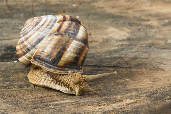 Snail on tree bark. Studio shot
