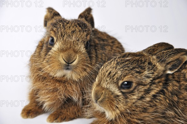 Young leverets, or European hare (Lepus europaeus), also known as the brown hare