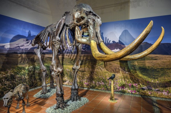 Skeleton of the woolly mammoth (Mammuts primigenius), exhibition Eiszeit Safari Allgäu in the Marstall, Kempten, Allgäu. Bavaria, Germany