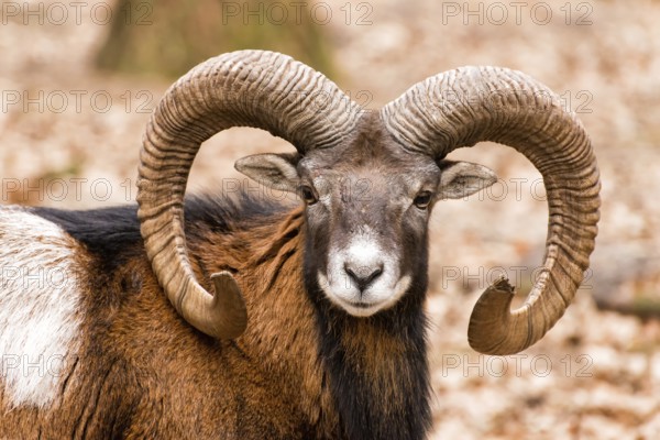 Aries