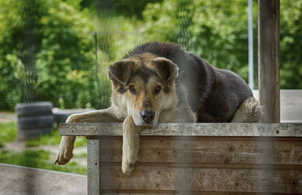 A dog lies sadly on its doghouse in an animal shelter, 2016. 80% of the purchase price of this picture is donated to the shelter