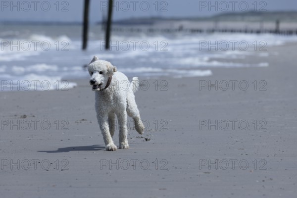 White dog, poodle, running happily along the beach, Groede, Zeeland, Netherlands