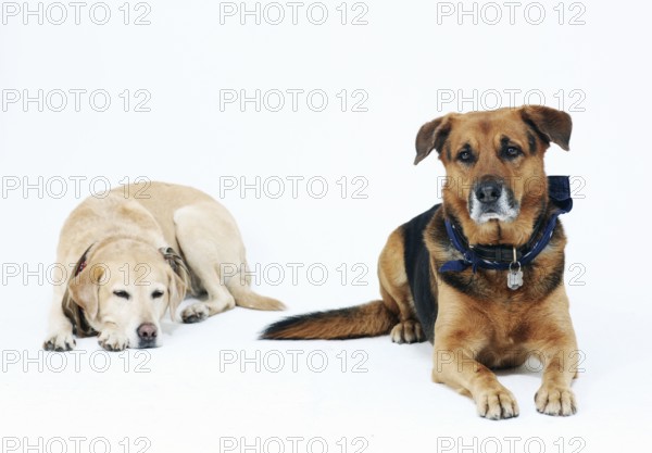 2 dogs in a photo studio