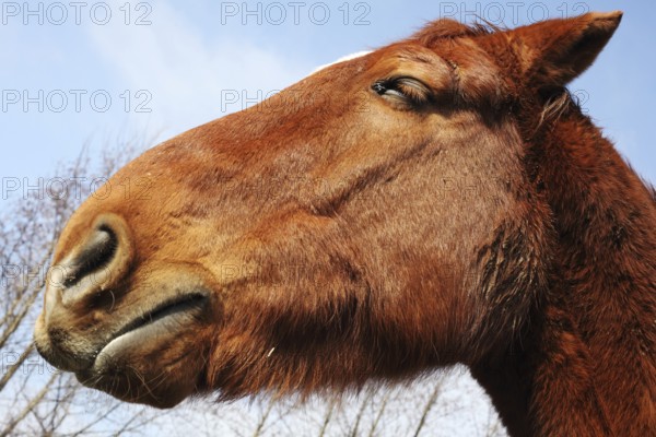 Potrait of a horse