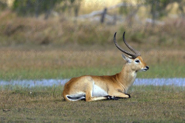 Red hartebeest (Kobus leche) ml, Okavango Delta, Botswana, Okavando Delta, Botswana