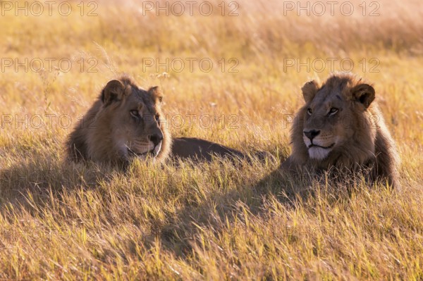 Lion (Panthera leo) Botswana, Botswana, Botswana