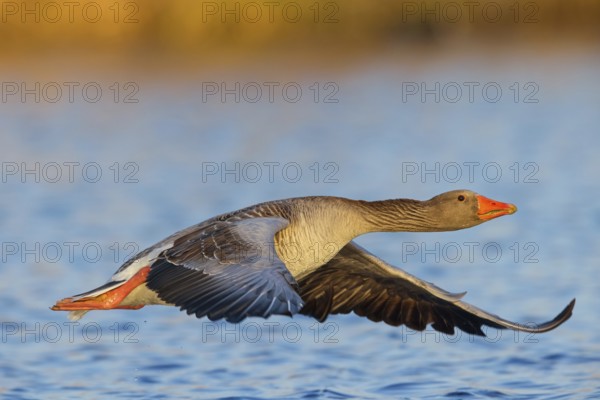 Greylag goose, Anser Anser, flight photo, lateral, flight photo, Wagbachniederung, Baden-W¸rttemberg, Germany