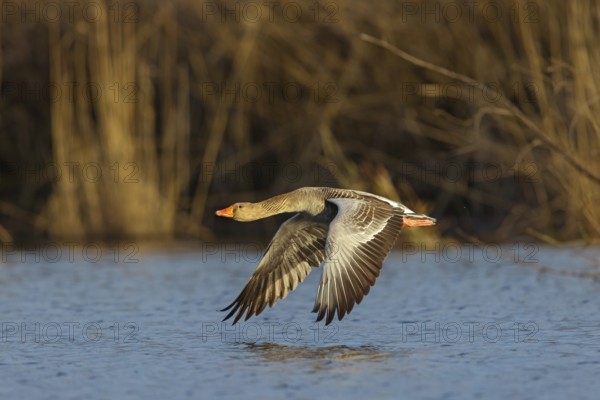 Greylag goose, Anser Anser, flight photo, lateral, Wagbachniederung, Wagh‰usl, Baden-W¸rttemberg, Germany