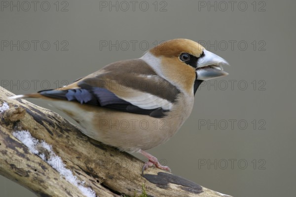 A hawfinch (Coccothraustes coccothraustes), Battenberg, Tiszaalp-r, Kiskuns-gi National Park, B-cs-Kiskun, Hungary