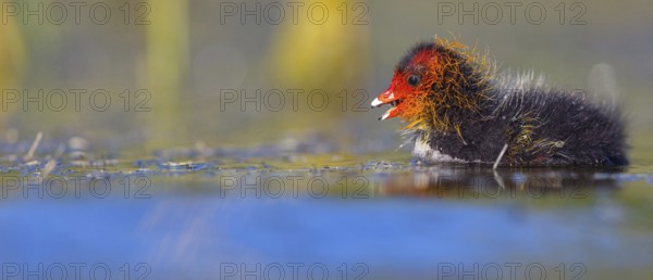 Eurasian Coot, coot, coot rail, black coot, (Fulica atra), chick, Hides de El Taray / Floating Hid, Villafranca de los Caballeros, Castilla La Mancha / Toledo, Spain