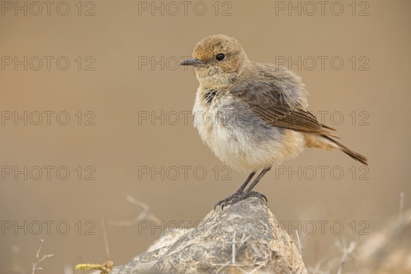 Arabian wheatear, Arabian wheatear, (Oenanthe lugentoide, Middle East, Oman, female, Jabal Samhan, Salalah, Dhofar, Oman