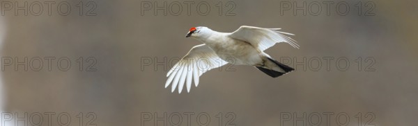 Rock ptarmigan, Svalbard rock ptarmigan, Ptarmigan, (Lagopus mutus), Lagopus muta hyperbore), male, flies, flight photo, Longyearbyen, Svalbard / Spitsbergen, Norway