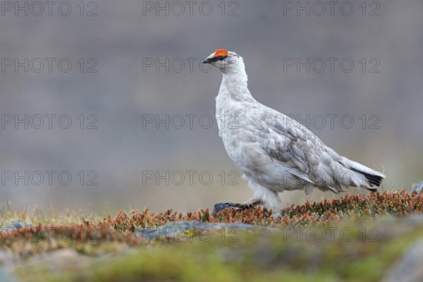 Rock ptarmigan, Svalbard Rock ptarmigan, Ptarmigan, (Lagopus mutus), Lagopus muta hyperbore), male, Longyearbyen, Svalbard / Svalbard, Norway