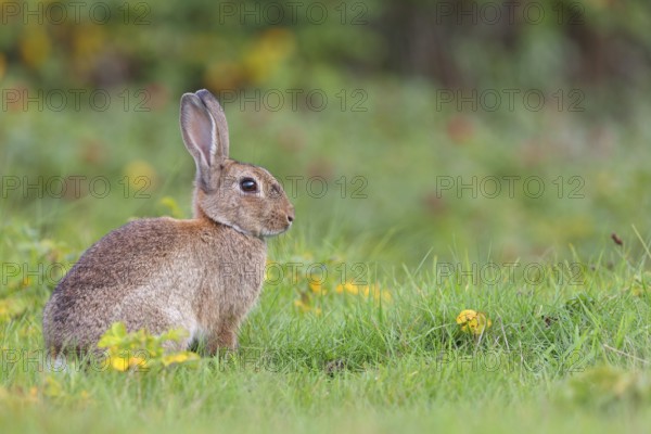 European rabbit (Oryctolagus cuniculus), European rabbit, common rabbit, conejo común, conejo europeo, lapin de garenne, lapin commun, Amrum, Schleswig-Holstein, Germany