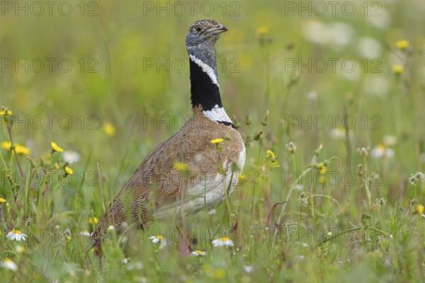 Little bustard (Tetrax tetrax) Outarde canepetière, Sisón Común, Hides De Calera / Great Bustard, Calera Y Chozas, Castilla La Mancha / Toledo, Spain