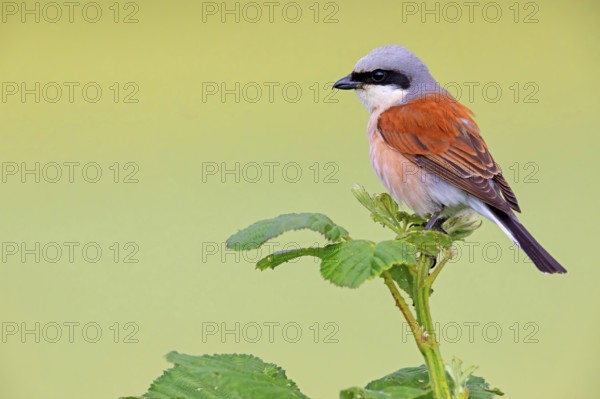 Red-backed shrike (Lanius collurio), Pie-griËche Ècorcheur, AlcaudÛn Dorsirrojo, Spider, spider, Hockenheim, Baden-W¸rttemberg, Germany