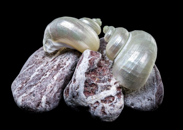 A pearly turban snail shell rests atop textured volcanic rocks against a black background. The iridescent surface of the shell contrasts beautifully with the rough stone texture, Odessa, Ukraine