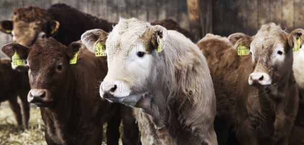 Calves in a barn