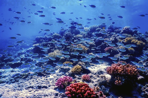 Underwater view of the coral reef, Tropical waters, Marine life